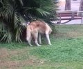 Αθήνα: Έκκληση για τη σωτηρία τυφλού σκύλου Ακίτα που περιφέρεται στην πλατεία Αγίου Θωμά στου Γουδή (βίντεο)