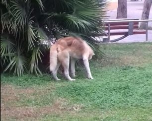 Αθήνα: Έκκληση για τη σωτηρία τυφλού σκύλου Ακίτα που περιφέρεται στην πλατεία Αγίου Θωμά στου Γουδή (βίντεο)