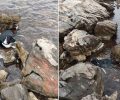 Άγ. Ιωάννης Εύβοιας: Βρήκε τον παράλυτο σκύλο να κείτεται αβοήθητος στα βράχια μέσα στη θάλασσα (βίντεο)