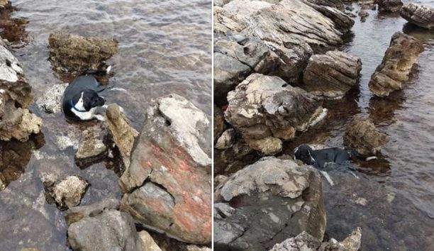 Άγ. Ιωάννης Εύβοιας: Βρήκε τον παράλυτο σκύλο να κείτεται αβοήθητος στα βράχια μέσα στη θάλασσα (βίντεο)