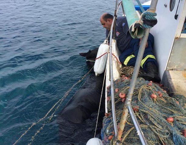 Έσωσαν άλογο που εγκλωβίστηκε σε απόκρημνη ακτή στο Κατάκολο Ηλείας (βίντεο)