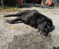 Δηλητηρίασαν σκυλιά με φόλες σε Σκύδρα και Σεβαστιανά Πέλλας