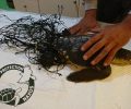 Νάξος: Έσωσαν νεαρή θαλάσσια χελώνα που κολυμπούσε μπλεγμένη σε δίχτυ γηπέδου βόλεϊ