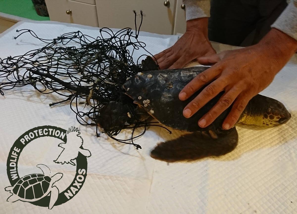Νάξος: Έσωσαν νεαρή θαλάσσια χελώνα που κολυμπούσε μπλεγμένη σε δίχτυ γηπέδου βόλεϊ