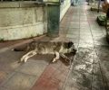 Με φόλες δηλητηρίασαν αδέσποτα σκυλιά και γάτες στο κέντρο της πόλης της Δράμας