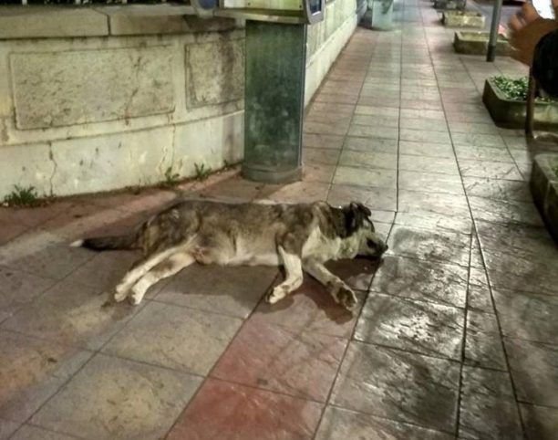 Με φόλες δηλητηρίασαν αδέσποτα σκυλιά και γάτες στο κέντρο της πόλης της Δράμας