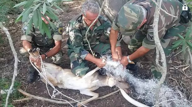 Ρόδος: Δασοφύλακες βρήκαν ακόμα ένα ελάφι παγιδευμένο σε δίχτυα στην Απολακκιά (βίντεο)