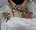 Πέθανε το σκυλί που εντοπίστηκε σοβαρά τραυματισμένο κοντά στο νεκροταφείο της Ελευσίνας Αττικής