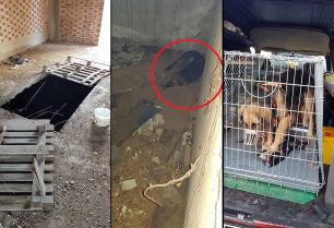 Εύβοια: Έσωσαν τον σκύλο που βρέθηκε εγκλωβισμένος σε υπόγειο οικοδομής στην Έξω Παναγίτσα Χαλκίδας (βίντεο)