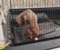 Νεκρός σε κατάσταση προχωρημένης σήψης βρέθηκε ο άρρωστος σκύλος που πολλοί ήθελαν να θανατώσουν στη Φαρκαδόνα Τρικάλων