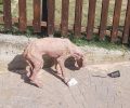 Σε κτηνιατρείο θα μεταφερθεί ο άρρωστος σκύλος που περιφερόταν εξαθλιωμένος στη Φαρκαδόνα Τρικάλων