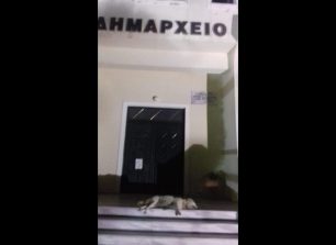Φιλιάτες Θεσπρωτίας: Άφησαν το πτώμα του δηλητηριασμένου σκύλου έξω απ’το δημαρχείο για να διαμαρτυρηθούν για τη συστηματική εξόντωση αδέσποτων με φόλες