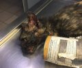 Γιάννενα: Έσωσαν τη γάτα που είχε σφηνώσει σε κουτί κονσέρβας (βίντεο)