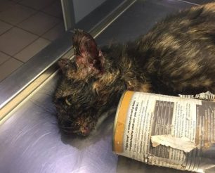 Γιάννενα: Έσωσαν τη γάτα που είχε σφηνώσει σε κουτί κονσέρβας (βίντεο)