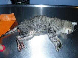 Βρήκαν γάτα πυροβολημένη, αφυδατωμένη, με σπασμένα δάχτυλα και πληγές  στο Ίλιον Αττικής