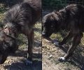 Σκύλος υποφέρει από το περιλαίμιο που έχει μπει στον λαιμό του στο Γόνιμο Σερρών