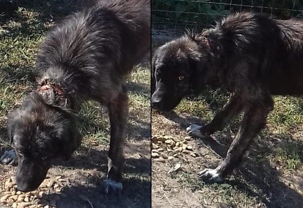 Σκύλος υποφέρει από το περιλαίμιο που έχει μπει στον λαιμό του στο Γόνιμο Σερρών