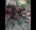 Έσωσαν τον σκύλο με τον κομμένο λαιμό για τον οποίο οι κάτοικοι του Γόνιμου Σερρών αδιαφορούσαν