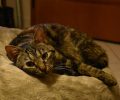 Χάθηκε θηλυκή γάτα που  πάσχει από επιληψία στο Παγκράτι της Αθήνας