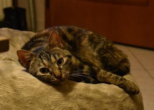 Χάθηκε θηλυκή γάτα που  πάσχει από επιληψία στο Παγκράτι της Αθήνας