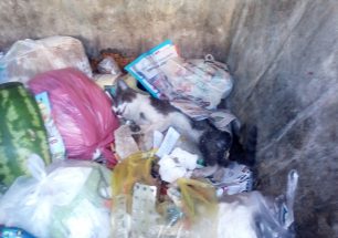 Βρήκαν τη γάτα τους δηλητηριασμένη από φόλα στη Χαραυγή Λάρισας