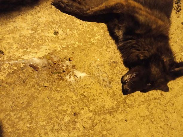 Μέσα σε 10 μέρες ξαναέριξαν φόλες στη Χασιά Αττικής