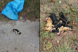 Βρήκε 7 νεογέννητα κουτάβια ζωντανά μέσα σε τσουβάλι στο Καρπενήσι Ευρυτανίας