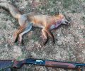 Kυνηγός σκότωσε αλεπού και περηφανευόταν για τη δολοφονία του άγριου ζώου στο facebook
