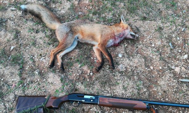 Kυνηγός σκότωσε αλεπού και περηφανευόταν για τη δολοφονία του άγριου ζώου στο facebook