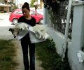 Κρύα Βρύση Καρδίτσας: Πέθανε ο σκύλος που βρέθηκε παράλυτος, πυροβολημένος με δεμένα τα πόδια με καλώδιο (βίντεο)