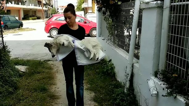 Κρύα Βρύση Καρδίτσας: Πέθανε ο σκύλος που βρέθηκε παράλυτος, πυροβολημένος με δεμένα τα πόδια με καλώδιο (βίντεο)