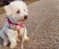 Φιλοζωικός Σύλλογος Άργους «Λάιζα»: Ο σκύλος δηλητηριάστηκε από φόλα και είχε έναν θάνατο που δεν αξίζει σε κανέναν