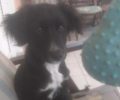 Χάθηκε θηλυκός μαυρόασπρος σκύλος στη Ραφήνα Αττικής