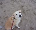 Χάθηκε σκύλος θηλυκό ημίαιμο Λαμπραντόρ στο Κορωπί Αττικής