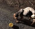 Υιοθέτησε σκύλο που βρήκε σκελετωμένο από την πείνα να κείτεται αβοήθητος στη Μακύνεια Αιτωλοακαρνανίας