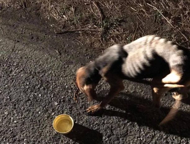 Υιοθέτησε σκύλο που βρήκε σκελετωμένο από την πείνα να κείτεται αβοήθητος στη Μακύνεια Αιτωλοακαρνανίας
