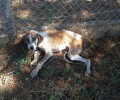 Μακρίσια Ηλείας: Βρήκαν τον σκελετωμένο σκύλο δηλητηριασμένο από φόλα και με θηλιά στον λαιμό