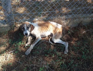 Μακρίσια Ηλείας: Βρήκαν τον σκελετωμένο σκύλο δηλητηριασμένο από φόλα και με θηλιά στον λαιμό