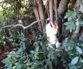 Μαλώνα Ρόδου: Βρήκε σκύλο κρεμασμένο σε δέντρο