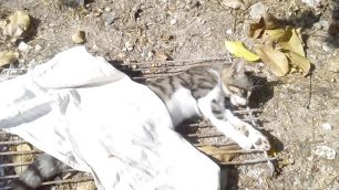 Αδιάκοπη η δολοφονία ζώων με φόλες στις Μανωλάτες Σάμου