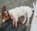 Νεροκούρου Χανίων: Βρήκαν τον σκύλο νεκρό, πυροβολημένο