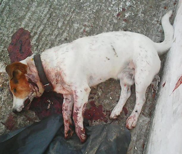 Νεροκούρου Χανίων: Βρήκαν τον σκύλο νεκρό, πυροβολημένο