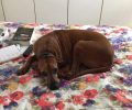 Βρέθηκε - Χάθηκε θηλυκός καφέ σκύλος στη Νέα Ερυθραία Αττικής