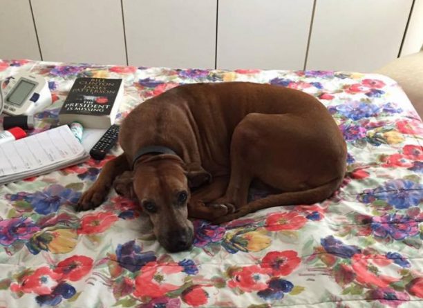 Βρέθηκε - Χάθηκε θηλυκός καφέ σκύλος στη Νέα Ερυθραία Αττικής