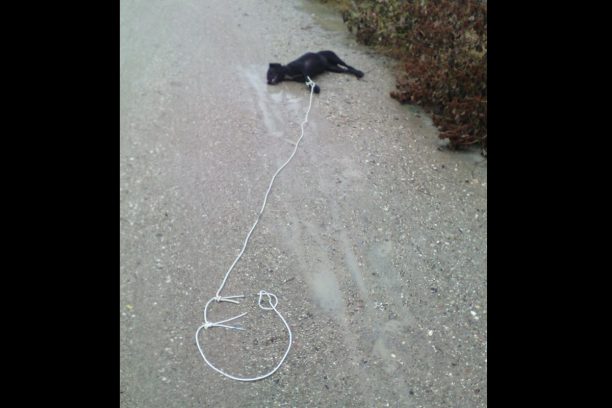Ορεστιάδα Έβρου: Βρήκε τον αδέσποτο σκύλο νεκρό δεμένο από τα πόδια με σχοινί