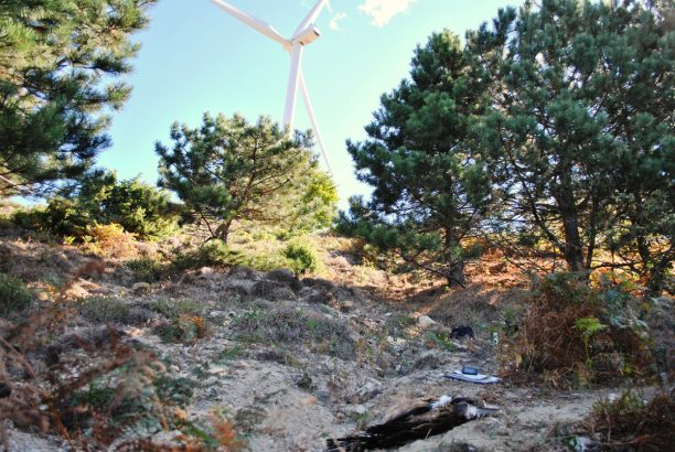 Το νεκρό όρνιο από σύγκρουση σε ανεμογεννήτρια δείχνει την ανάγκη ορθής χωροθέτησης αιολικών πάρκων στη Θράκη