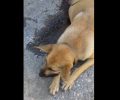 Πυροβόλησε και σκότωσε αδέσποτο σκύλο που εγκυμονούσε στο Πατελάρι Χανίων (βίντεο)