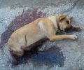 Δίνουν 3.500 € σε όποιον αποκαλύψει ποιος σκότωσε αδέσποτη σκυλίτσα που εγκυμονούσε στο Πατελάρι Χανίων (βίντεο)