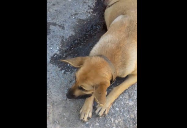 Πυροβόλησε και σκότωσε αδέσποτο σκύλο που εγκυμονούσε στο Πατελάρι Χανίων (βίντεο)