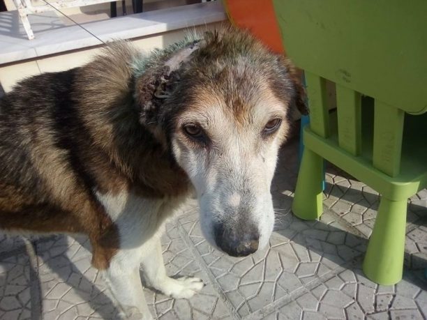 Επέζησε και χρειάζεται σπιτικό ο σκύλος που κάποιος κοπάνησε με τσεκούρι στην Πεδινή Ιωαννίνων (βίντεο)